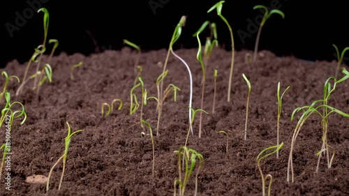Beautiful Time Lapse of Growth Fennel Plants Against a Black Background. 4K.