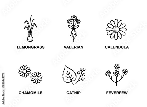 Lemongrass Valerian Calendula Chamomile Catnip Feverfew Herbal Icons