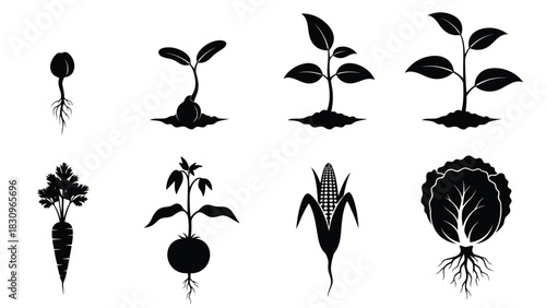 Black silhouette flat vector illustration set depicting various plant growth stages from seed to mature crops like, isolated on white background
