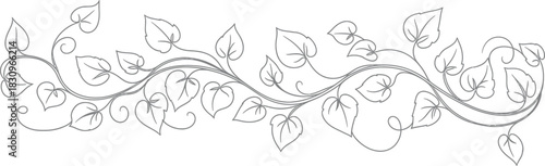 Elegant vine with heart shaped leaves on a white background