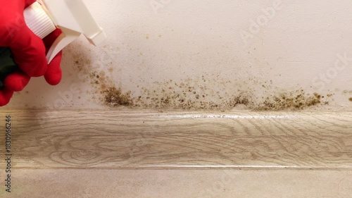 Hand in gloves clean black mold fungus growing on the wall under baseboard with anti-mold spray. Dampness problem concept. Condensation at home.