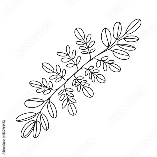 Delicate hand drawn outline of a leafy branch