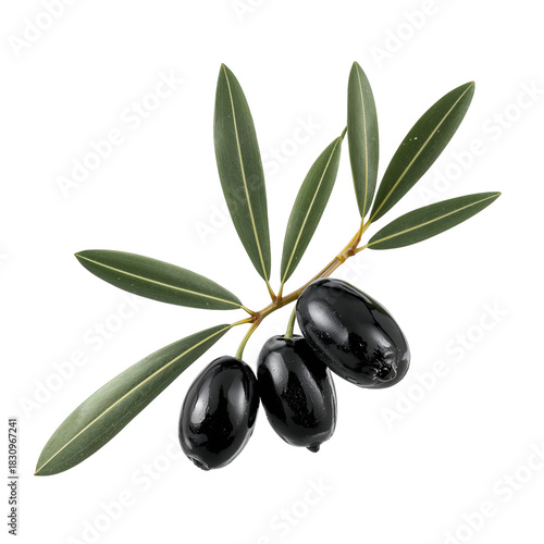 Fresh Black Olives on a Branch With Green Leaves in Bright Lighting