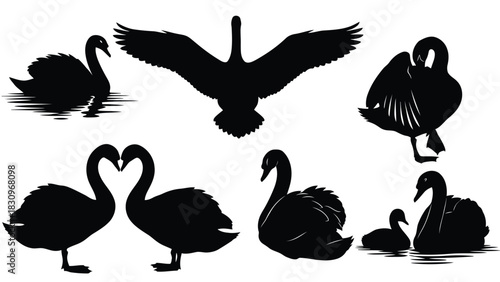 Flat vector illustration of black swan silhouettes in diverse poses: flying, swimming, preening, heart shape, and, isolated on white background