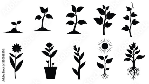 Flat vector illustration set of black silhouette icons showing various stages of plant growth, from tiny seedling to, isolated on white background