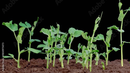 Peas Beans Growing on Black Background. Timelapse. 4K.