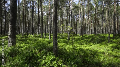 A walk in the National Park in Latvia at the summer. Coniferous forest in early early summer. Traps and directions for outdoor activities.