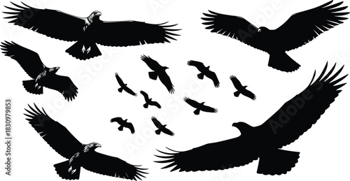 Soaring Eagle and Hawk Bird Silhouette Collection with Wings Fully Spread, Ideal for Wildlife, Freedom, Strength, Nature, Mascot, or Fauna Vector Illustration Content