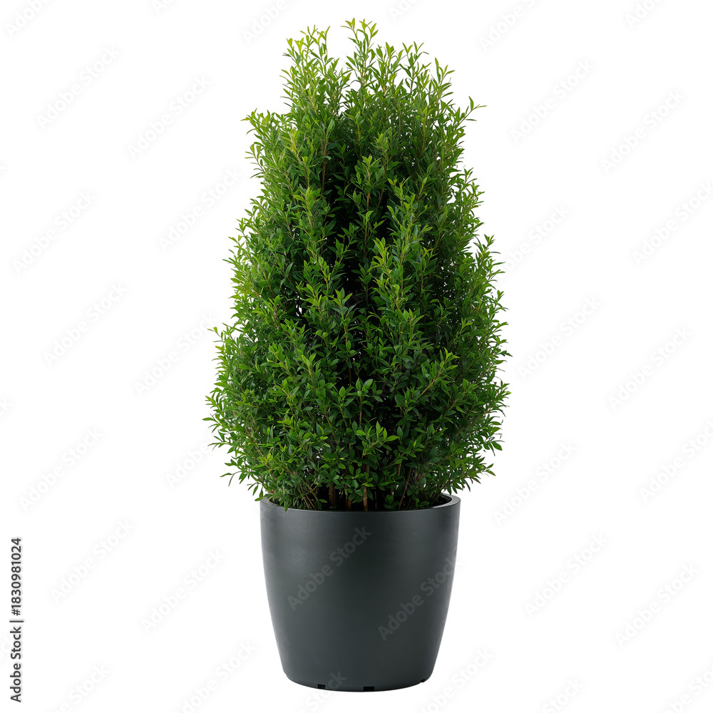 Fototapeta premium Lush Green Plant in a Black Pot Brightens a Modern Indoor Space During Daytime