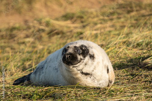 Grey Seal Pup