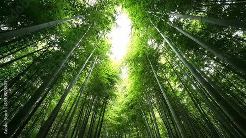 Tall Green Bamboo Forest Canopy Looking Up Towards Bright Sunlight Filtering Through Lush Leaves Nature Scenery Outdoors