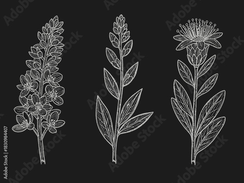 Hand-drawn vintage engraving of three different herbal medicinal plants isolated on a black background.