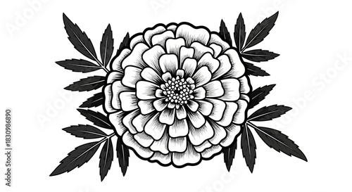 Detailed black and white marigold flower illustration with lush leaves
