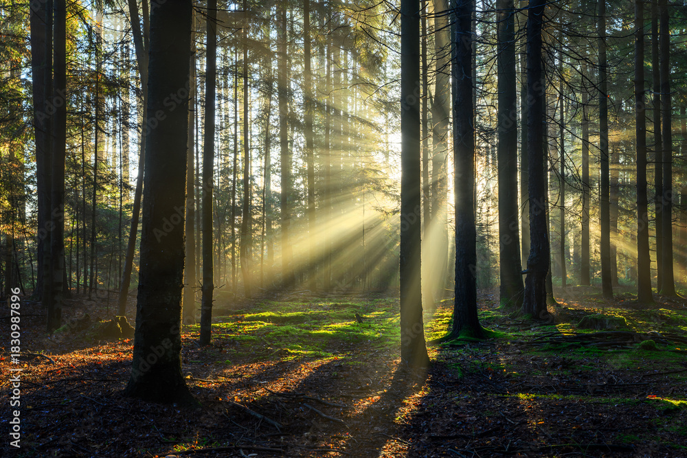 Naklejka premium Beautiful sunny morning in the forest