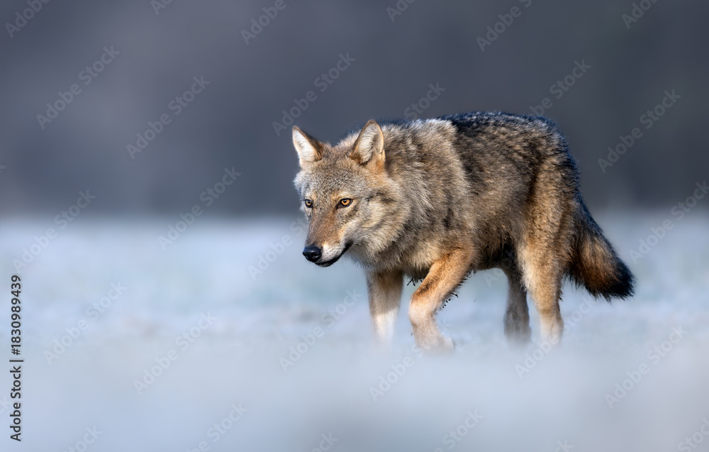 Obraz premium Grey wolf ( Canis lupus ) close up
