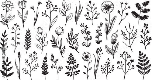 Set of hand-drawn floral elements. A beautiful collection of botanical line art with wildflowers, leaves, and herbs for design projects