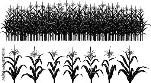 Black Vector Silhouette of a Dense Cornfield Row and Isolated Maize Plants, Representing Agriculture, Farming, Harvest Season, and Rural Landscape Design Element, Editable Graphic, EPS.