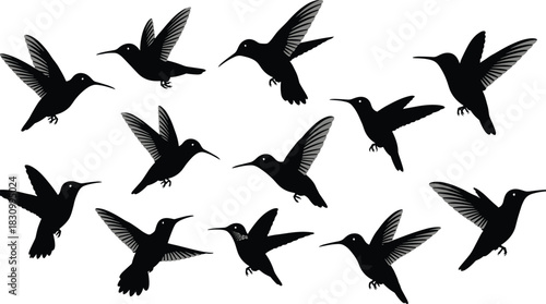 Collection of flying hummingbirds black silhouette vector set, movement and speed concept, tropical nature, wildlife, tiny animal flight, and swift bird in 