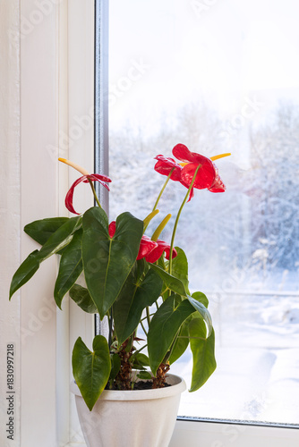 An anthurium in a flowerpot on a windowsill. Winter window with a houseplant. 