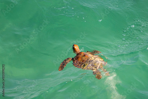 Fotografie Green Sea Turtle, Chelonia mydas, Swimming in the Ocean, Oman