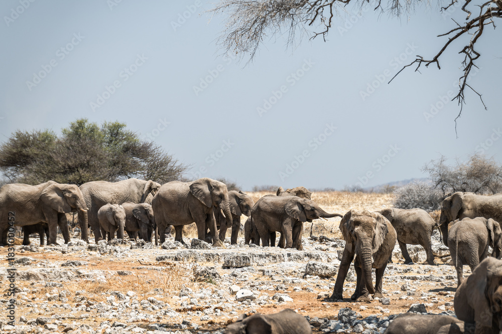 Obraz premium Ein Tag im Etosha Nationalpark