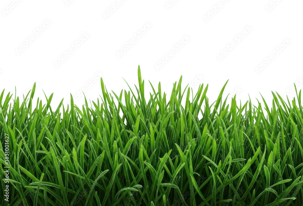 Fototapeta premium Vibrant green grass field nature landscape view serenity