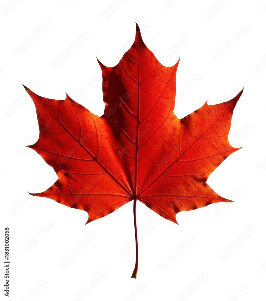 Naklejka premium Captivating red maple leaf nature scene autumn colors