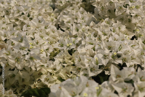 White and yellow blossoms in a spring forest garden