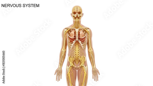 3d rendered illustration of a golden female anatomy statue featuring an ancient Roman marble sculpture style with muscular human body details for medicine and art