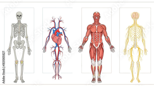 Anatomy illustration of the human body muscle and skeleton system for medical science and health fitness