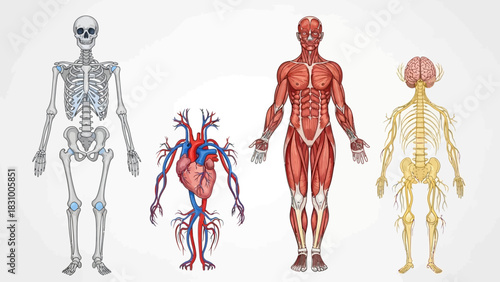 Human biology and medical illustration of the anatomical body muscular system and bone skeleton for health and science fitness