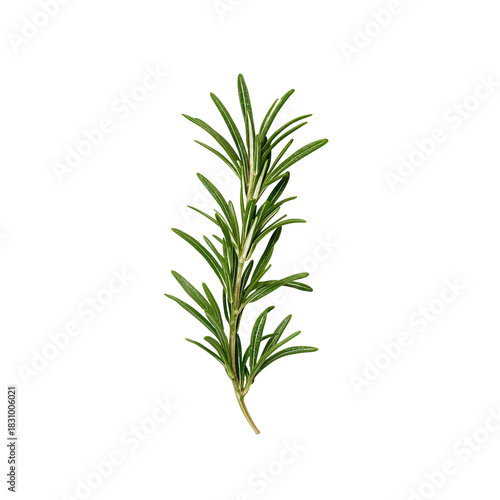 Close-up View of Fresh Rosemary Sprig on a Plain Background for Culinary Use