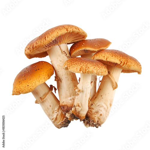 Mushrooms Gathered in Autumn for Cooking and Food Preparation in a Rustic Kit...