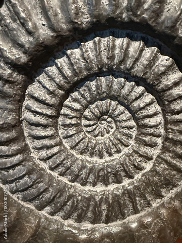 Ammonite fossil detail, Lyme Regis, Dorset, England