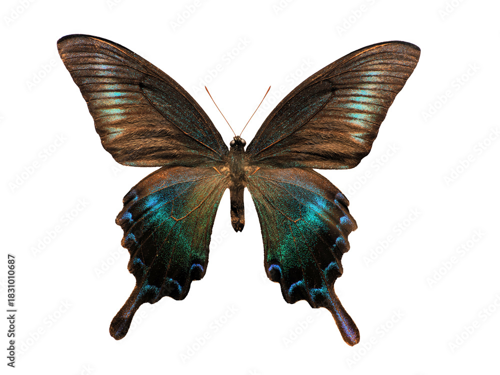 Naklejka premium butterfly Papilio bianor isolated on white background