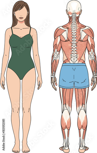 Detailed anatomical back muscle illustration alongside female body front view, medical anatomy reference, educational human figure diagram for health and fitness