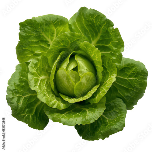 Fresh Green Lettuce Head With Crisp Leaves Ready for Salad or Cooking in a Vi...