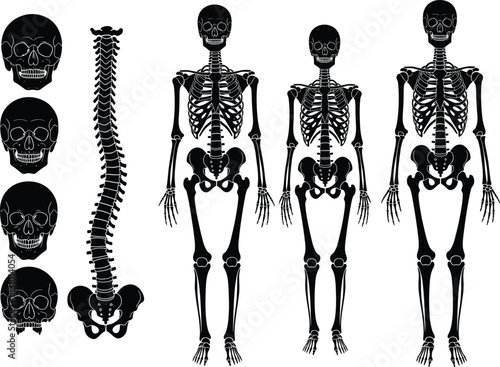 Human skeleton anatomy illustration set with skulls, spine and full body bone structure, medical study reference for education, science and healthcare design