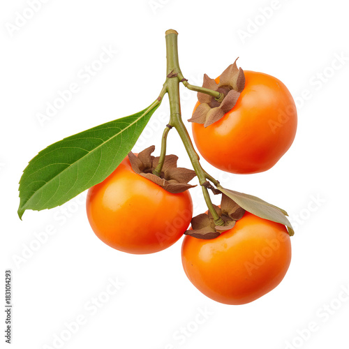 Fresh Persimmons Hanging on a Branch in Mid-Autumn Time