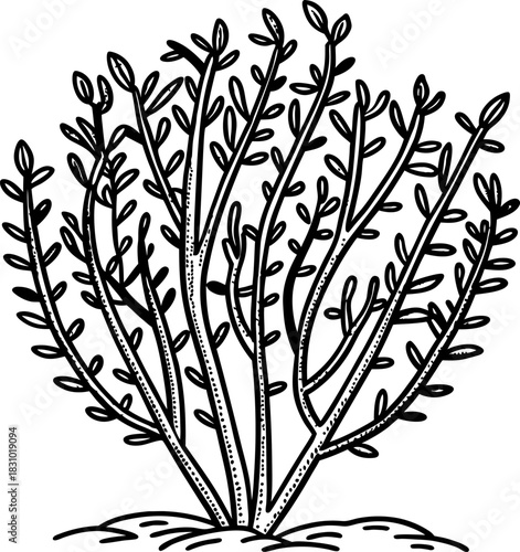 Dense leafy bush outline, hand drawn shrub illustration with detailed branches and foliage on ground