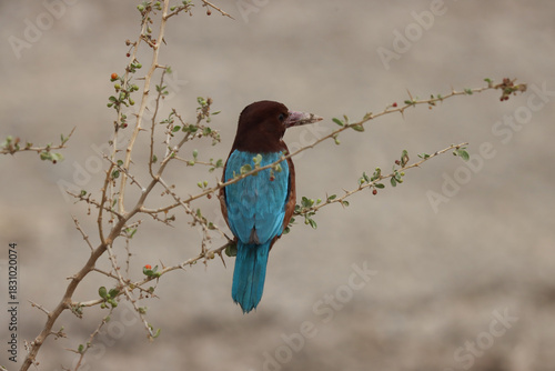 white breasted kingfisher standing on twigs of tree	