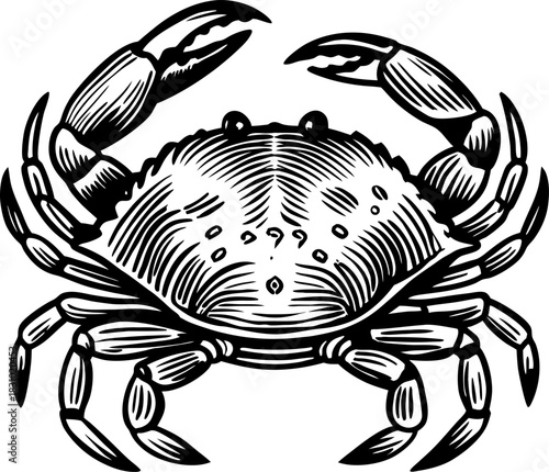 Crab illustration in vintage engraving with detailed claws and shell