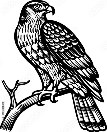 Detailed hawk perched on branch black and white retro engraving bird illustration, raptor wildlife design