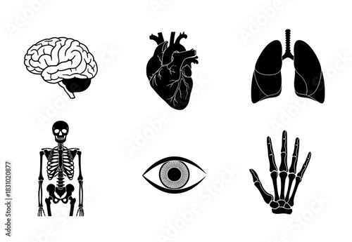 Anatomical human body parts featuring brain, heart, lungs, skeleton, eye, and hand bones in a captivating medical study illustration