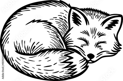 sleeping fox curled up in peaceful rest, hand drawn woodland animal illustration