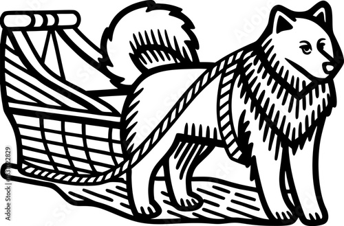 Sled dog pulling traditional wooden sled husky in harness standing on snow trail, winter transport