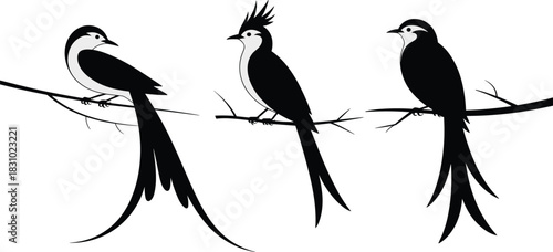 elegant bird silhouettes, perched on branch, long tail feathers, crest bird design, minimal nature art, black and white illustration