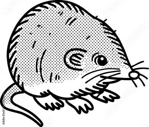 Plump shrew illustration in vintage engraving style, small rodent with long tail isolated on white background