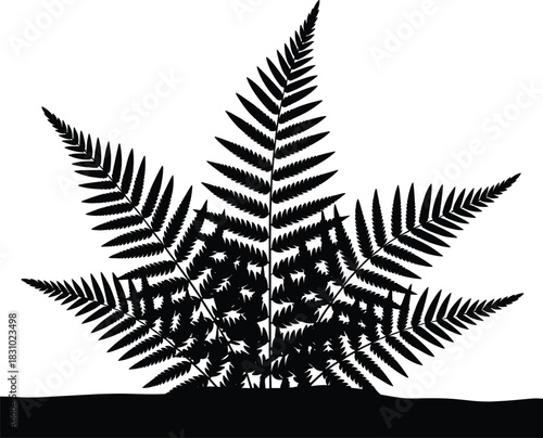Fern, silhouette, plant, botanical, nature, foliage, leaf, frond, black, white, illustration, garden, wild, tropical, detailed, soil, growth, natural, design, educational