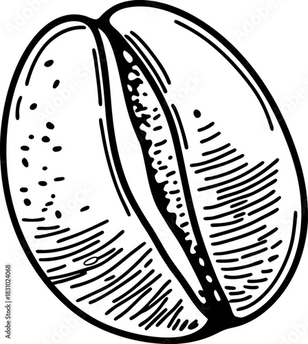 Single coffee bean illustration hand drawn organic seed icon with engraving line art detail